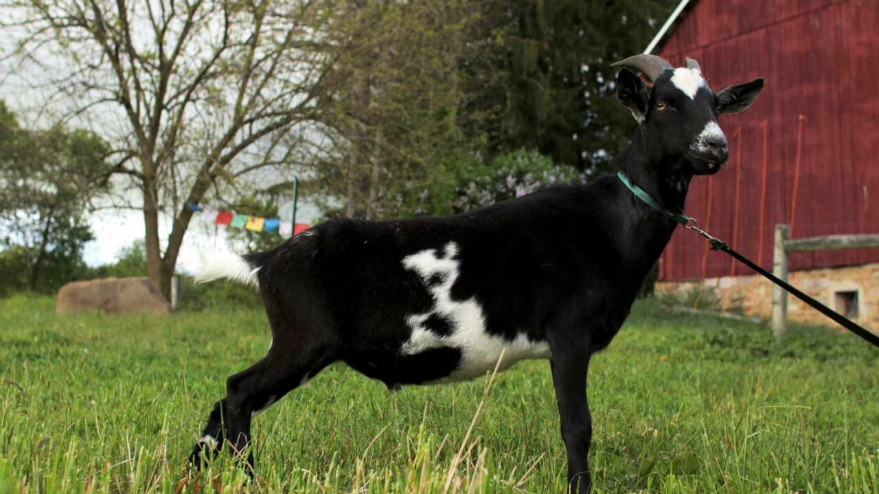 How one can Elevate Goats on Your Small Farm