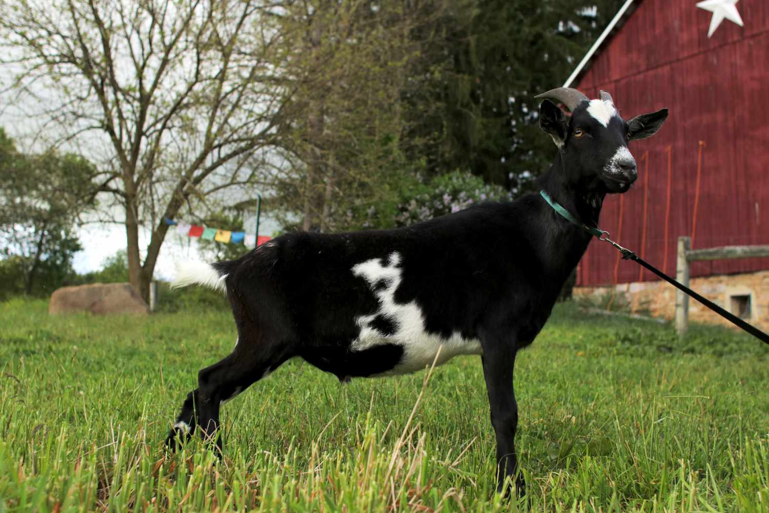 How one can Elevate Goats on Your Small Farm