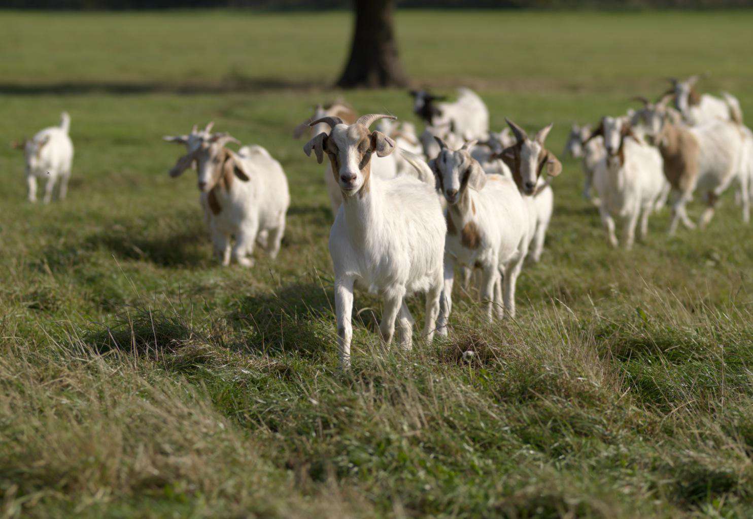 How one can Home and Fence Goats