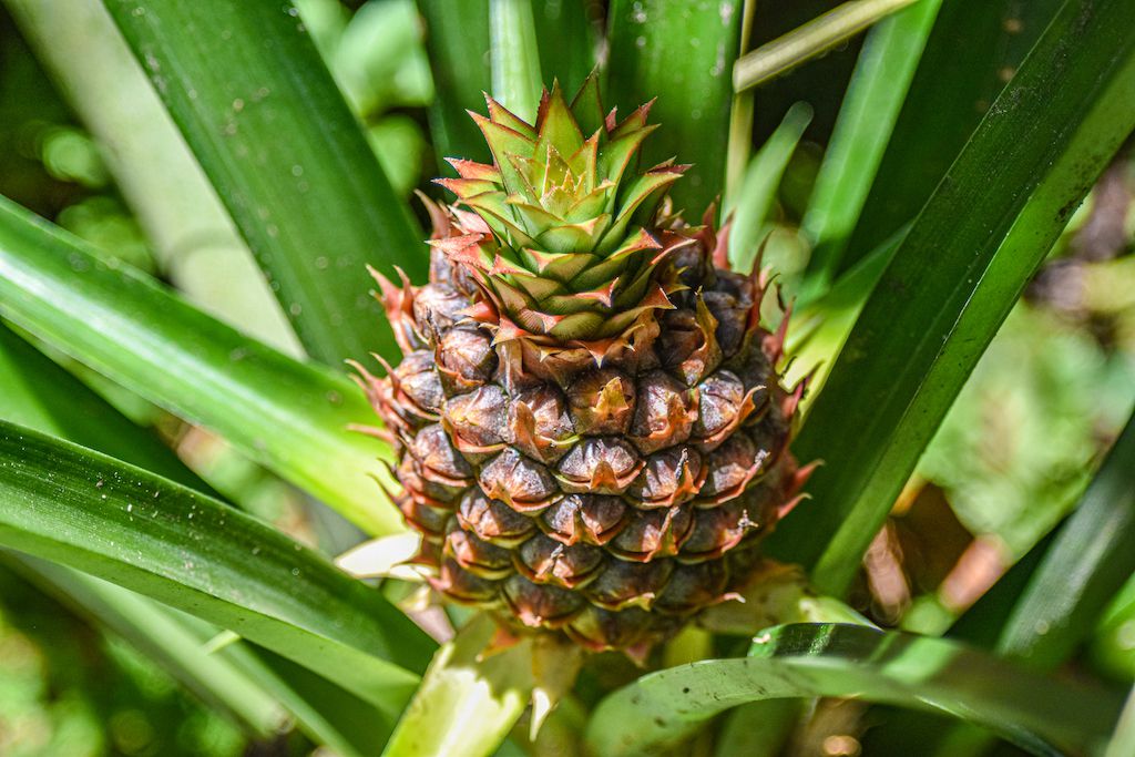 Do Pineapples Develop on Bushes?