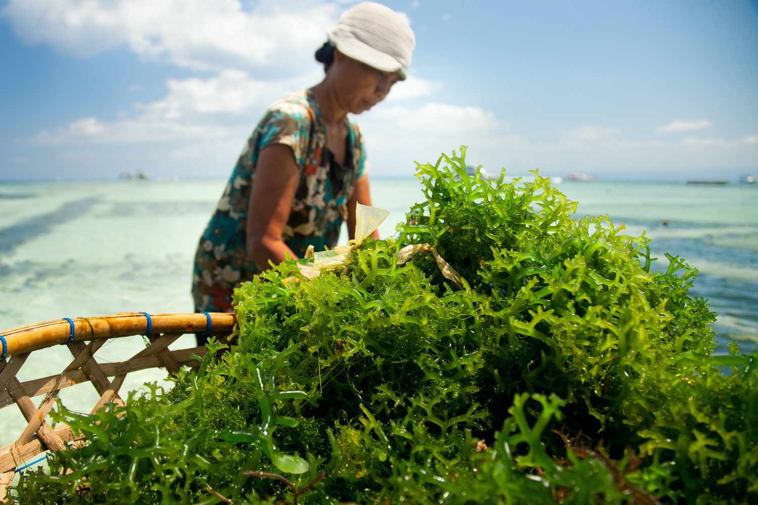 The Seaweed Meals Revolution Could Start with a Title Change