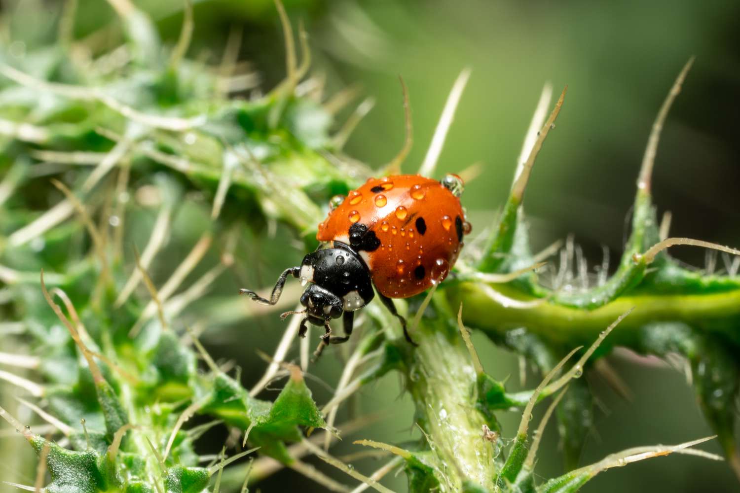 9 Stunning Details About Ladybugs