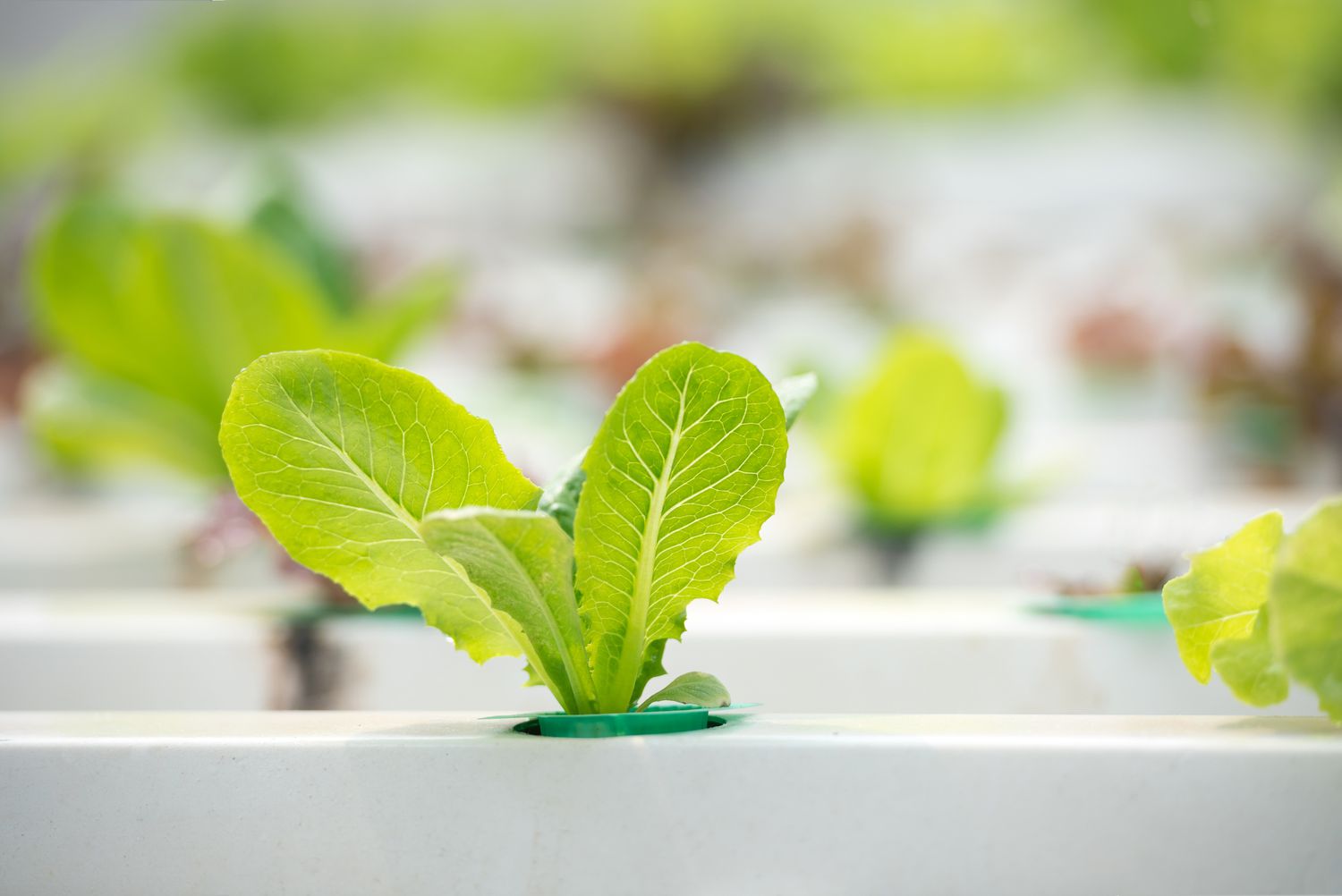 The right way to Develop Hydroponic Lettuce: Plant Care Ideas