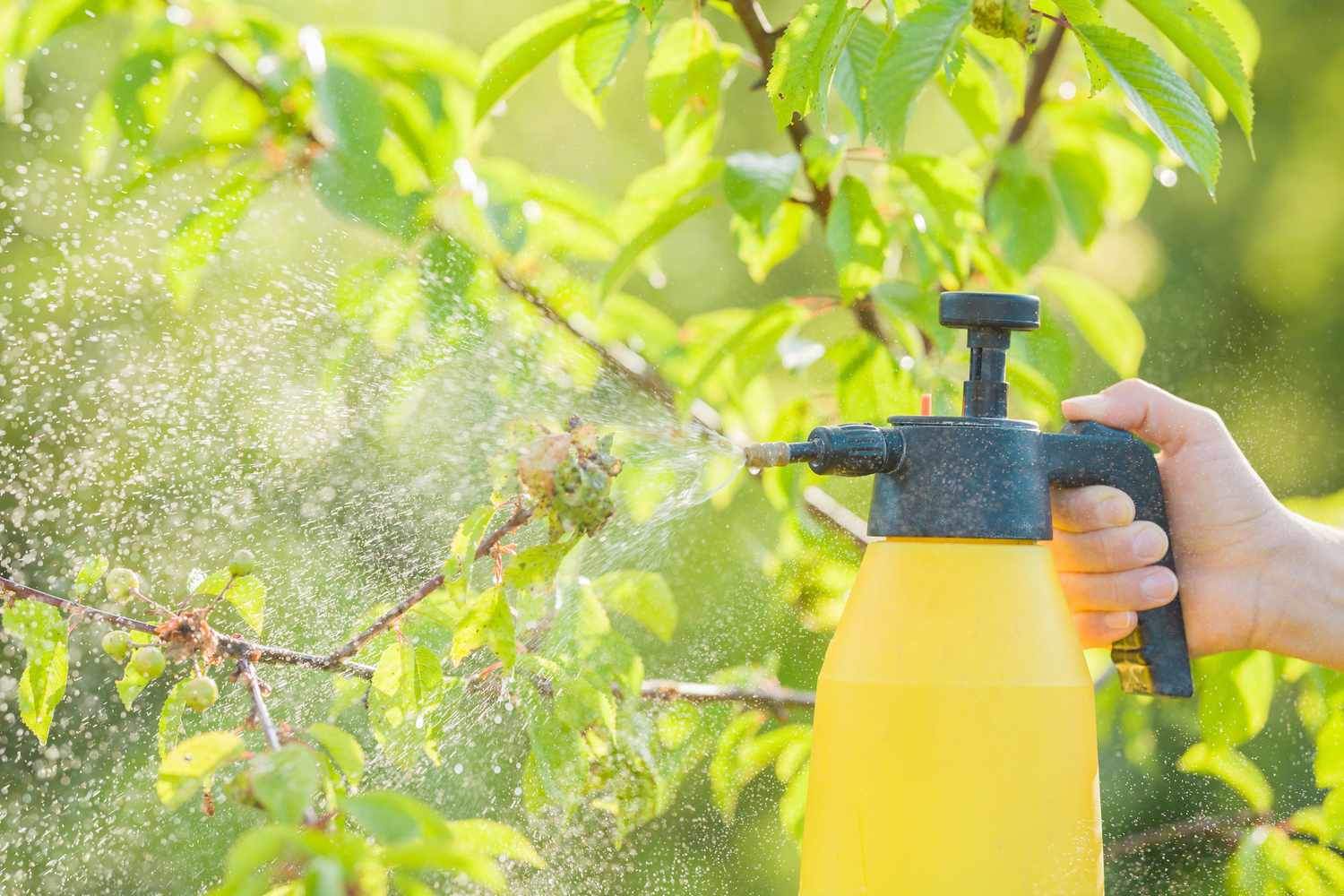 Can You Spray Rubbing Alcohol on Crops?