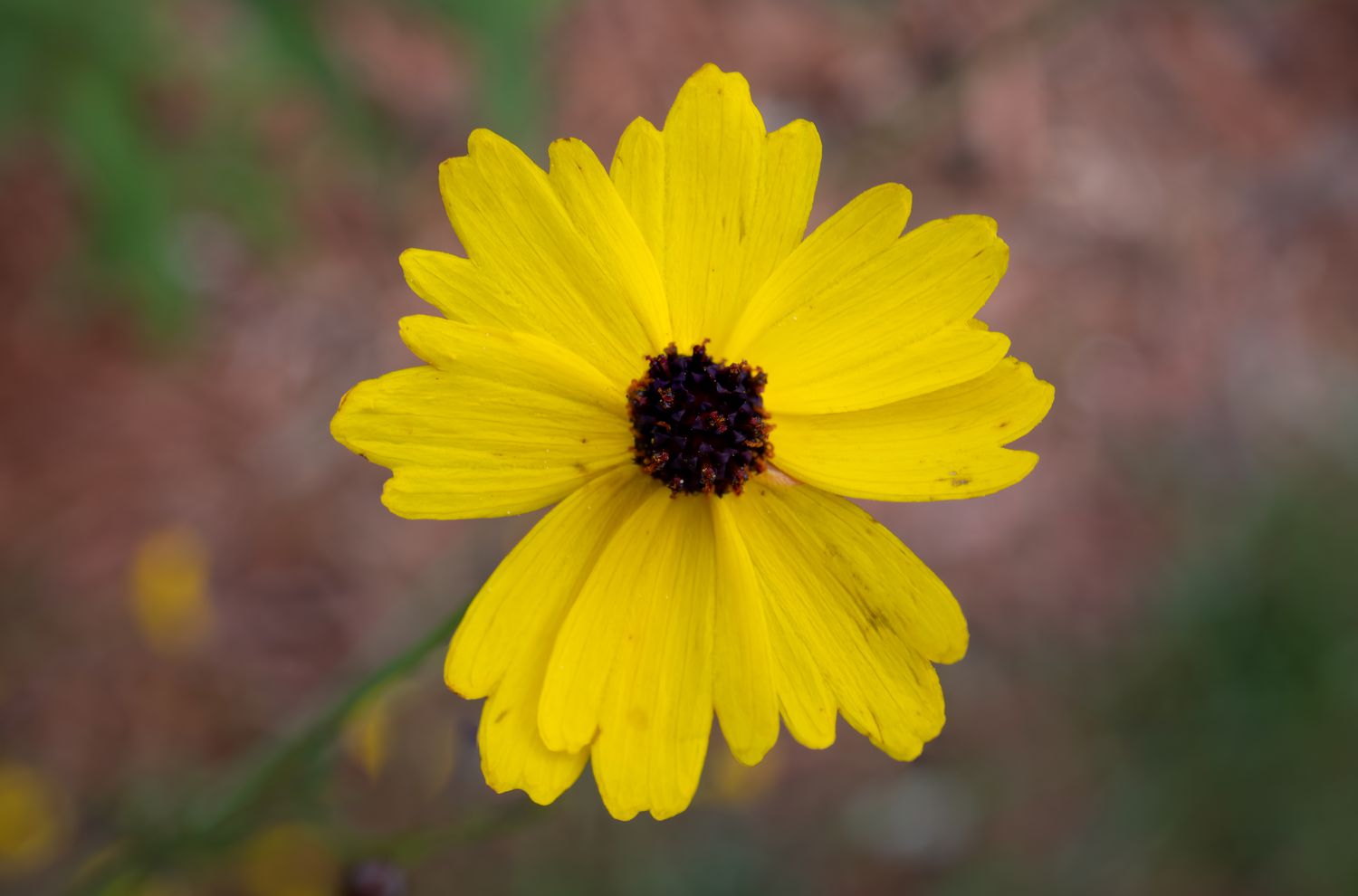 20 Native Florida Vegetation That Thrive in Humidity