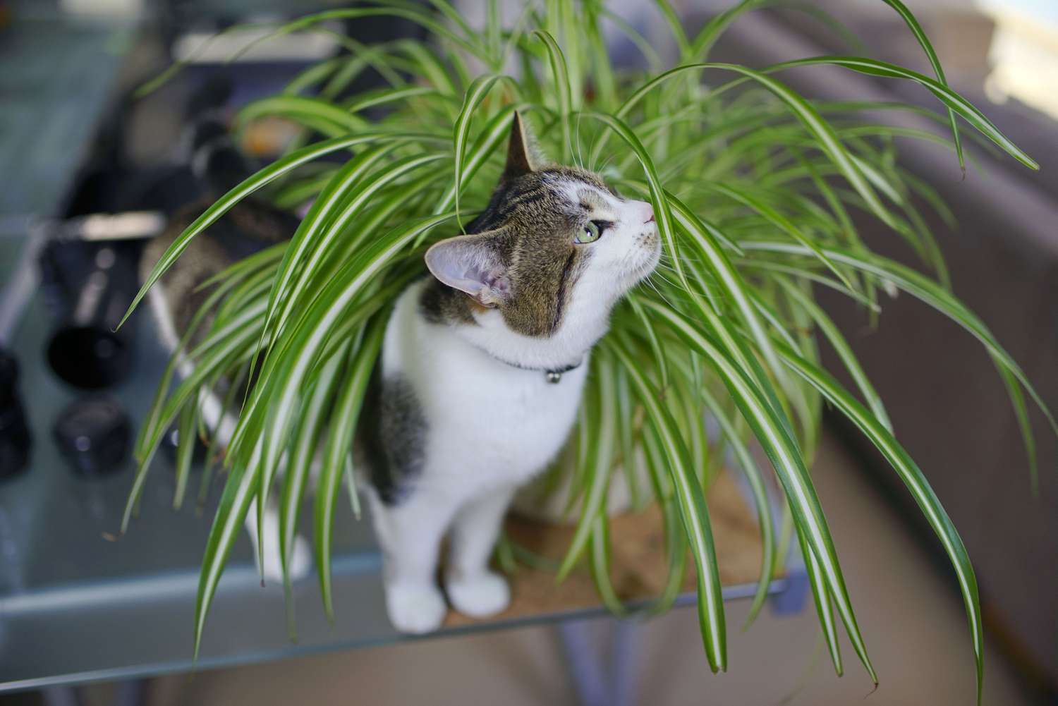 15 Pet-Pleasant Houseplants to Undertake Into Your Residence