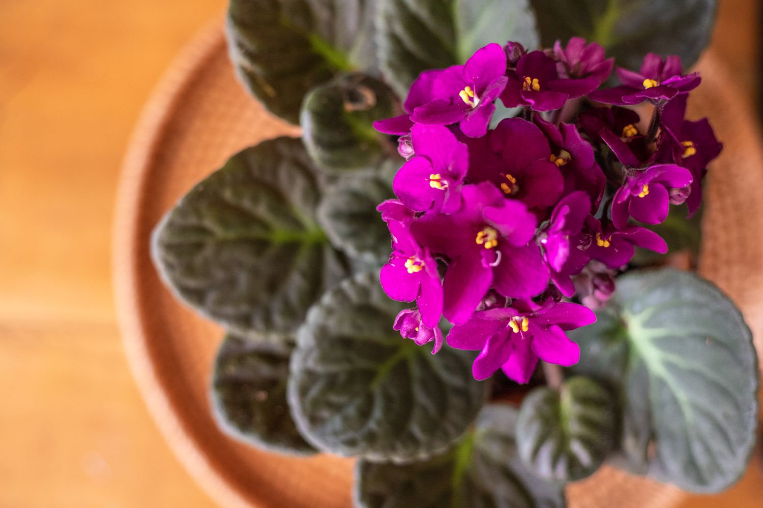 10 of the Most Lovely Indoor Flowering Vegetation