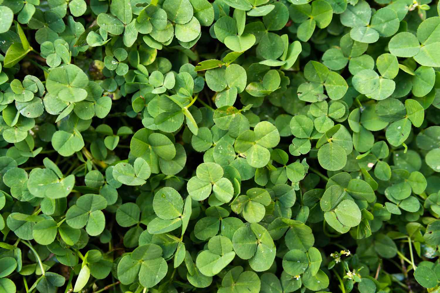 The best way to Plant a Clover Garden