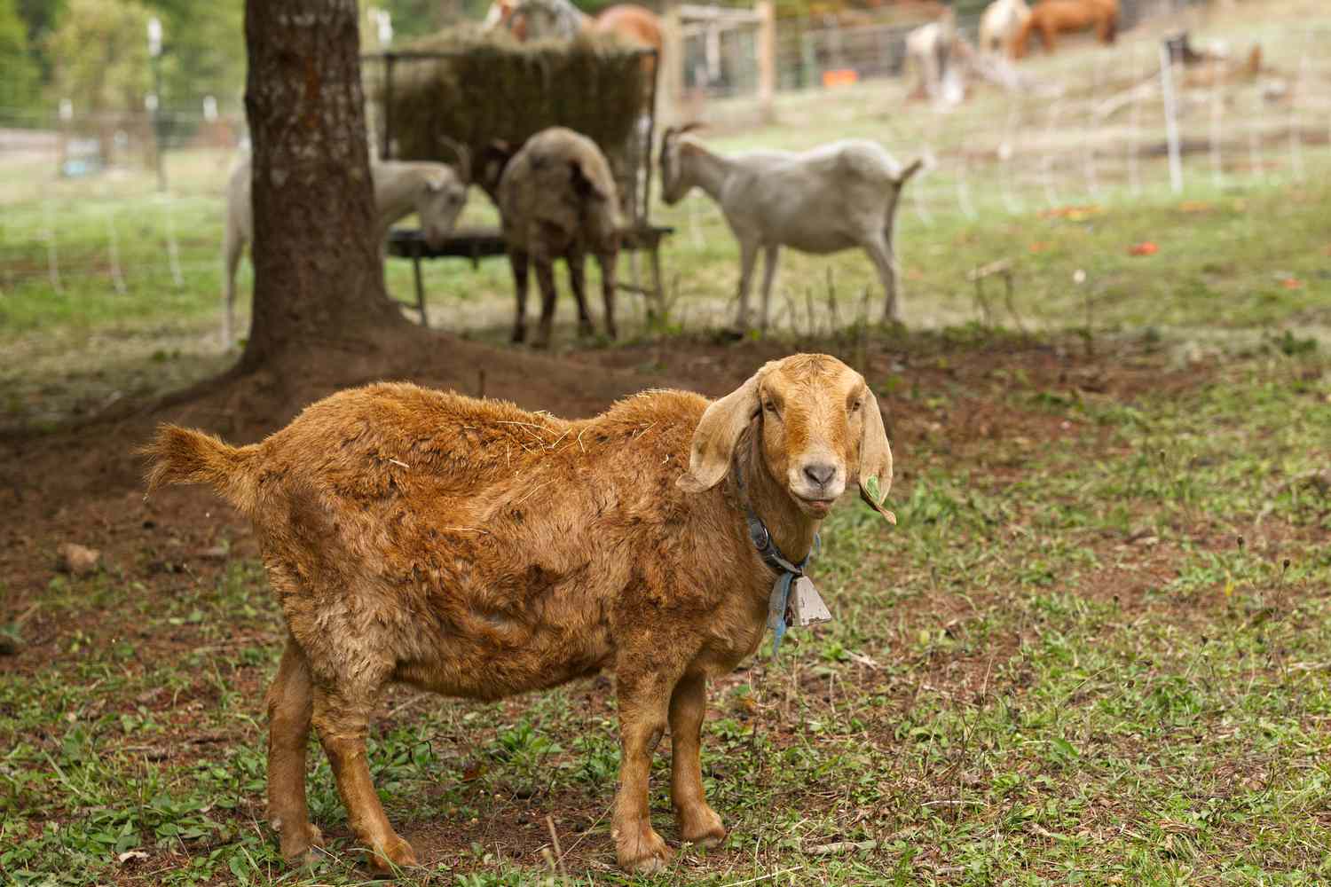 Methods to Feed and Have a tendency Goats on Small Farms