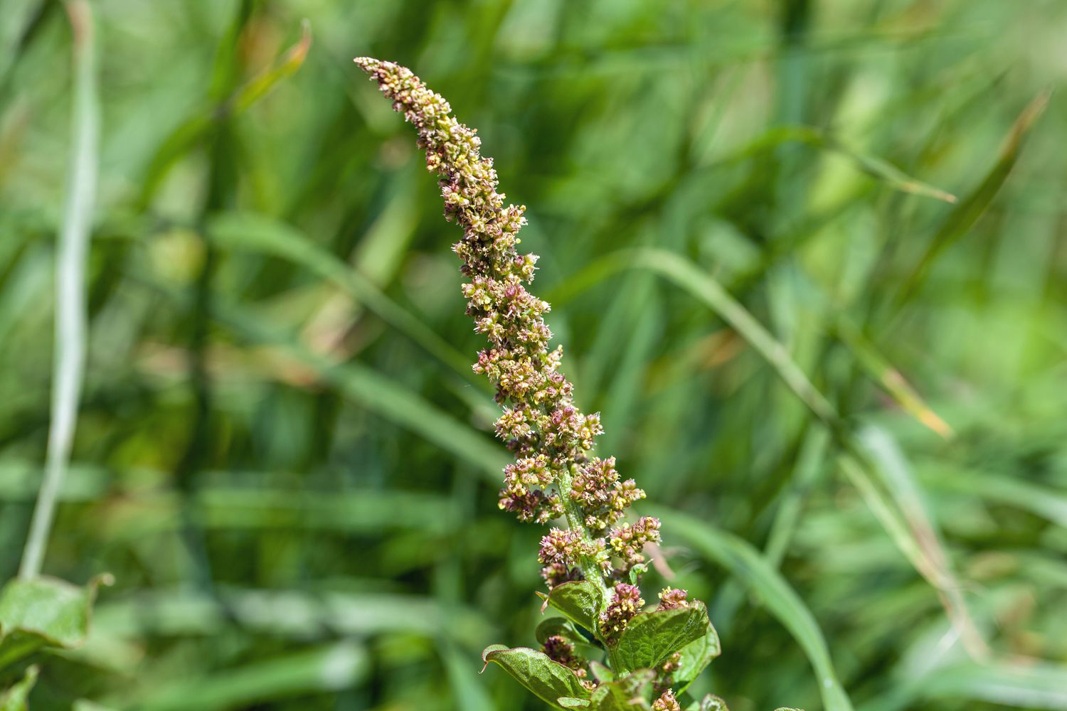 This is How you can Develop Good King Henry, an Unbelievable Edible Perennial