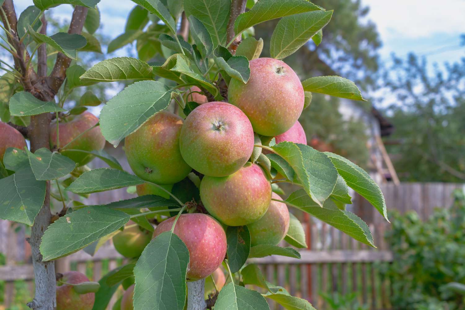 Attempt These Particular Timber for Fruit in Small Areas