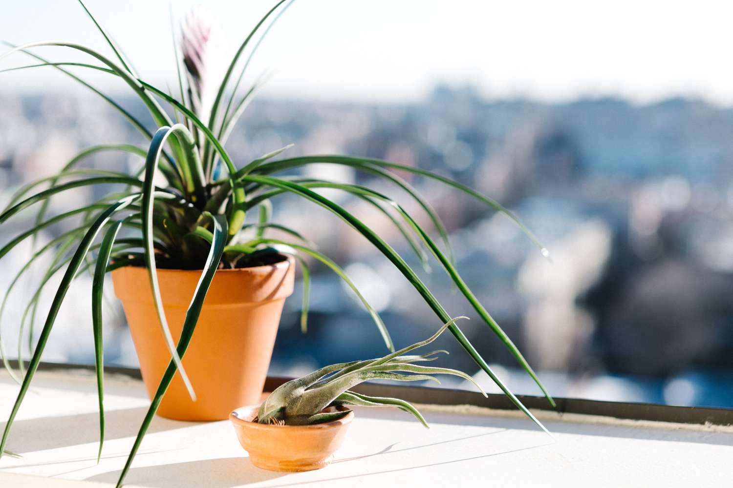 The right way to Take care of Houseplants In the course of the Winter