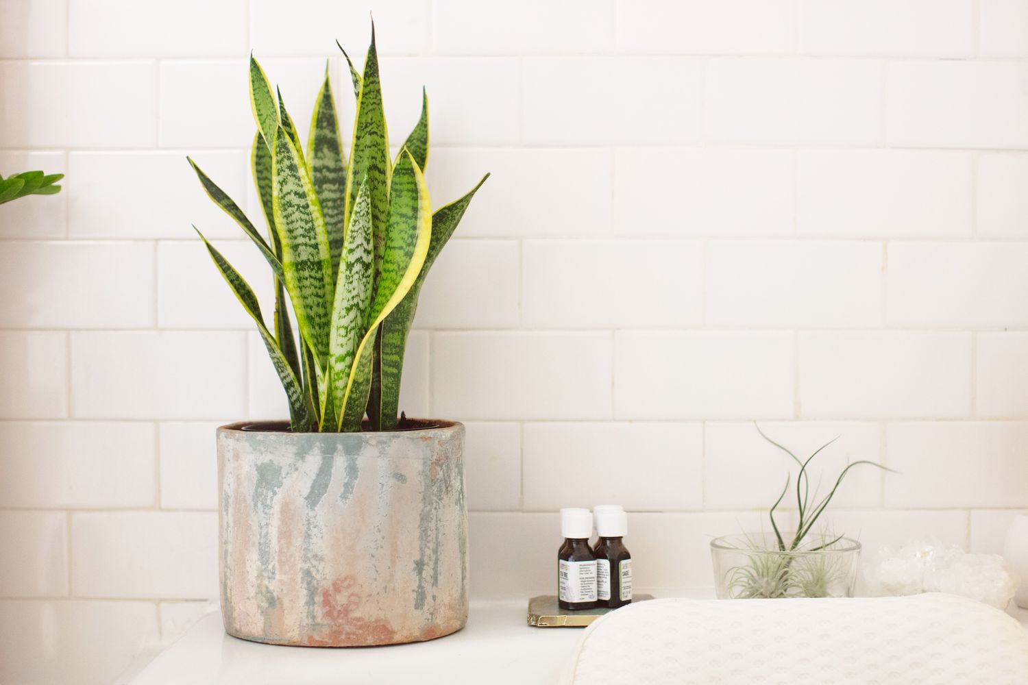 10 Bathe Vegetation That Need to Stay in Your Toilet