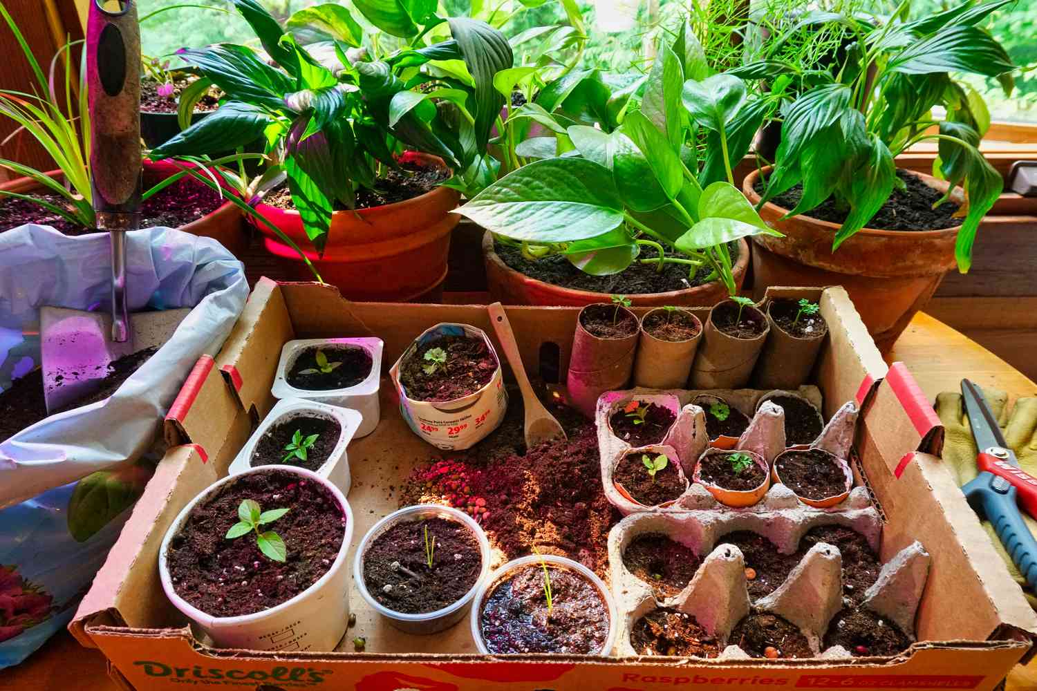 7 DIY Seed Pots From Frequent Family Gadgets for Beginning Seeds Indoors