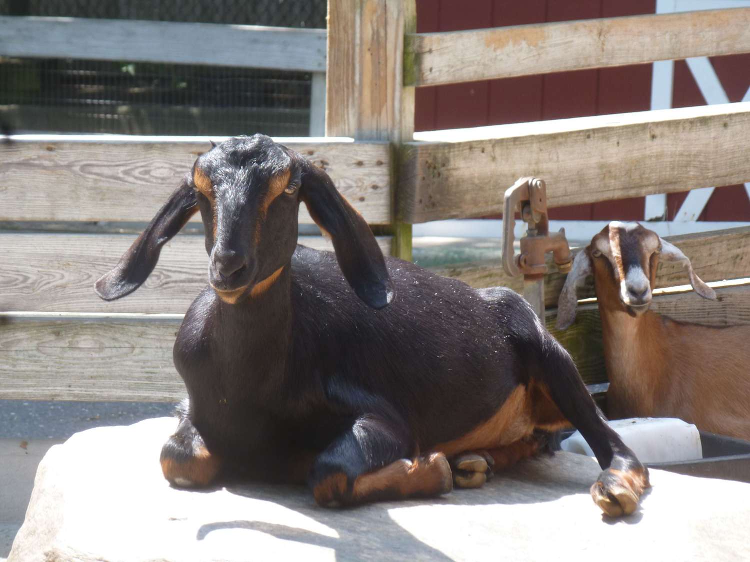 Find out how to Increase Dairy Goats for Milk