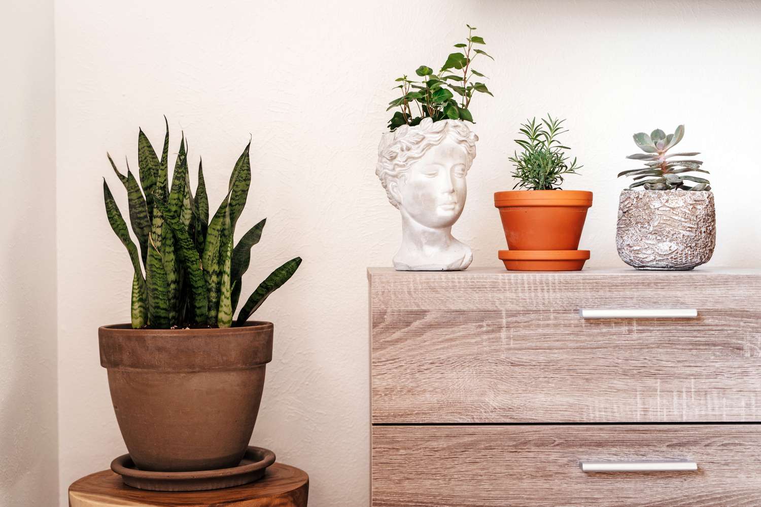 20 Finest Indoor Vegetation for Newcomers