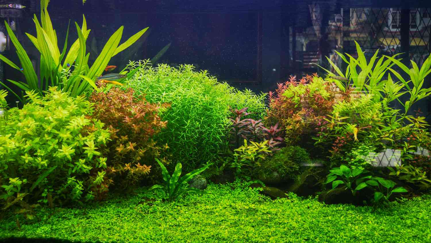 18 Dwell Aquarium Crops You and Your Fish Will Love