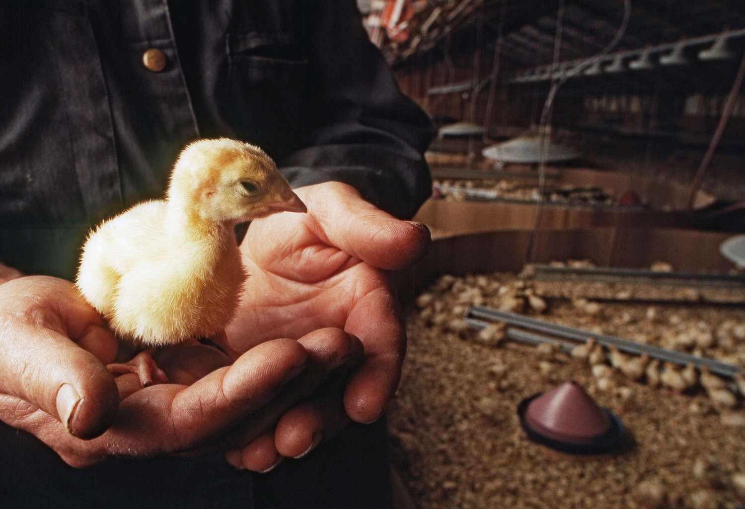 How you can Increase Wholesome Turkeys From Poults