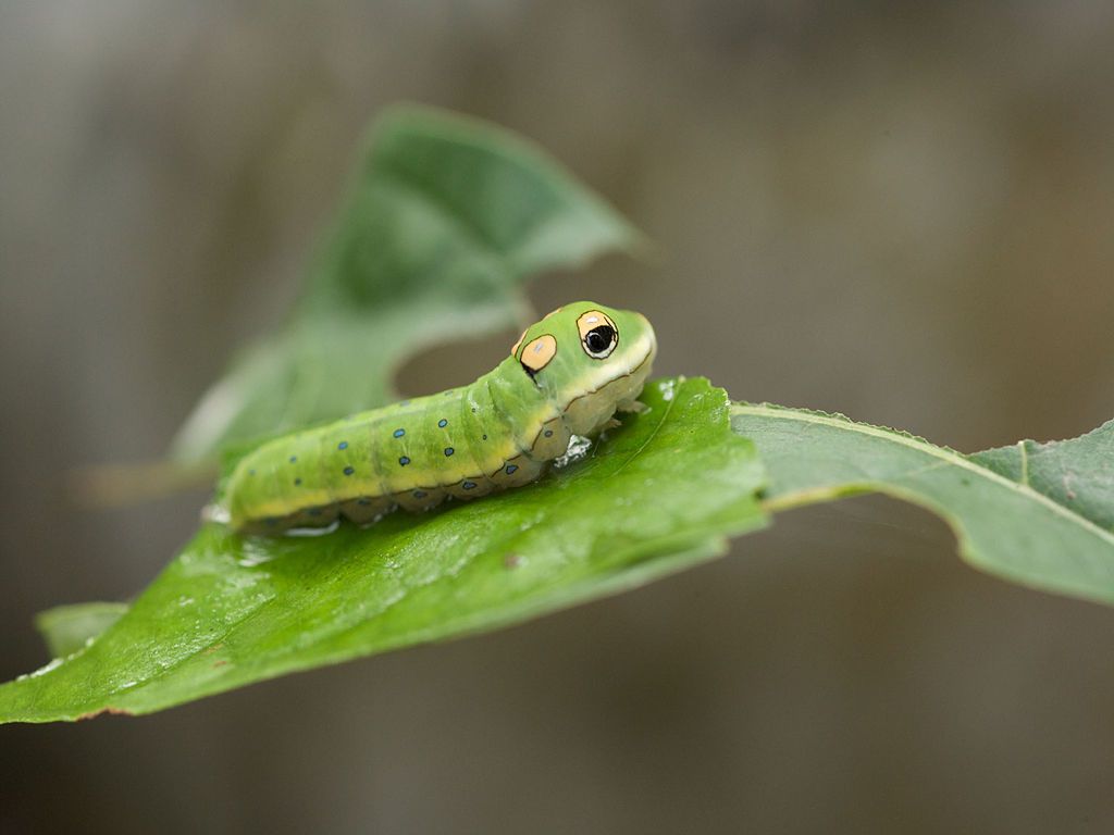 Exceptional Forms of Caterpillars and What They Turn out to be