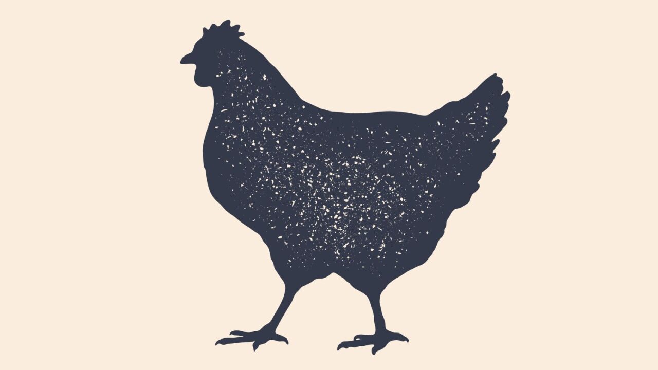How Lengthy Do Chickens Dwell?
