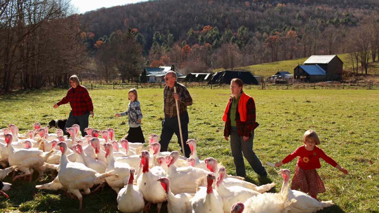 Information to Selecting and Elevating Turkeys