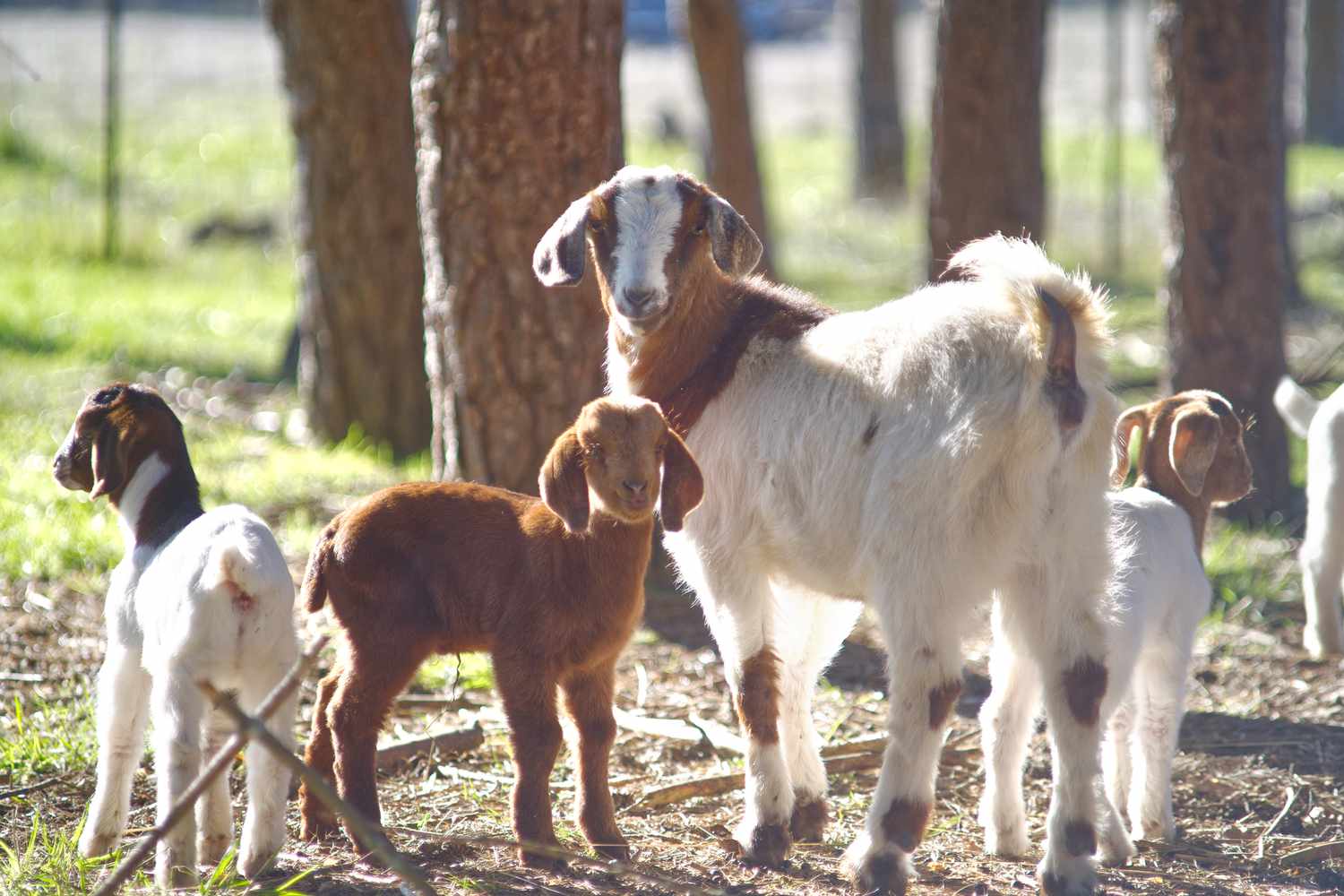 How one can Elevate and Look after Child Goats