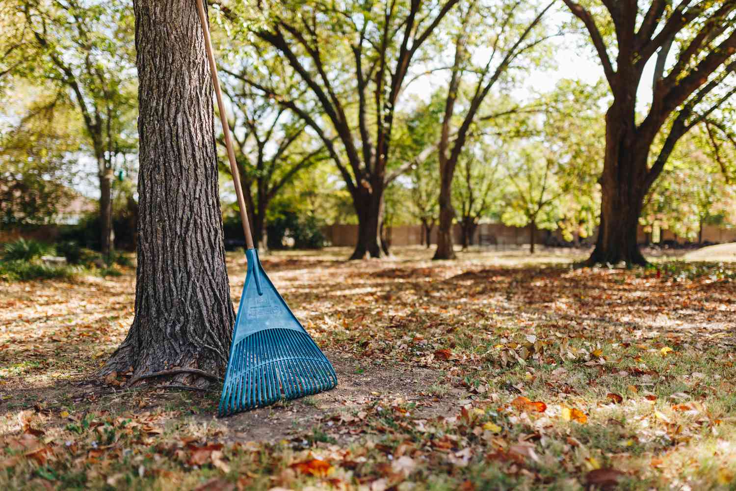 Skip the Rake and Go away Leaves for a Wholesome Yard