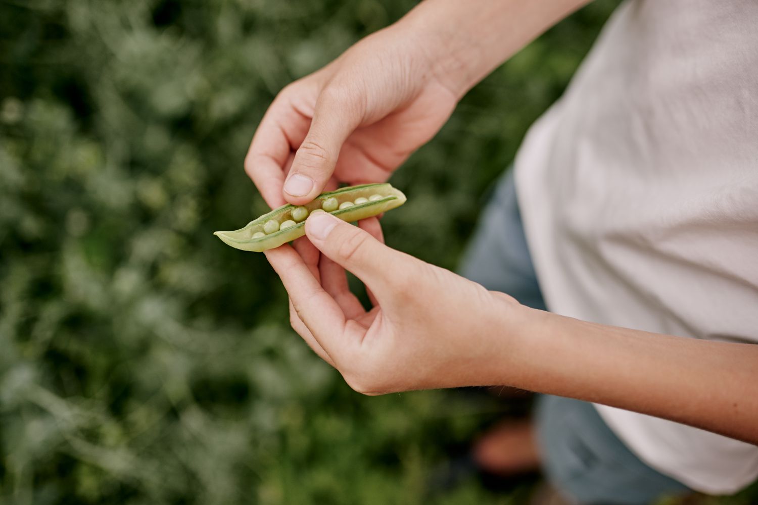 Do You Have Seed Safety in Your Backyard?