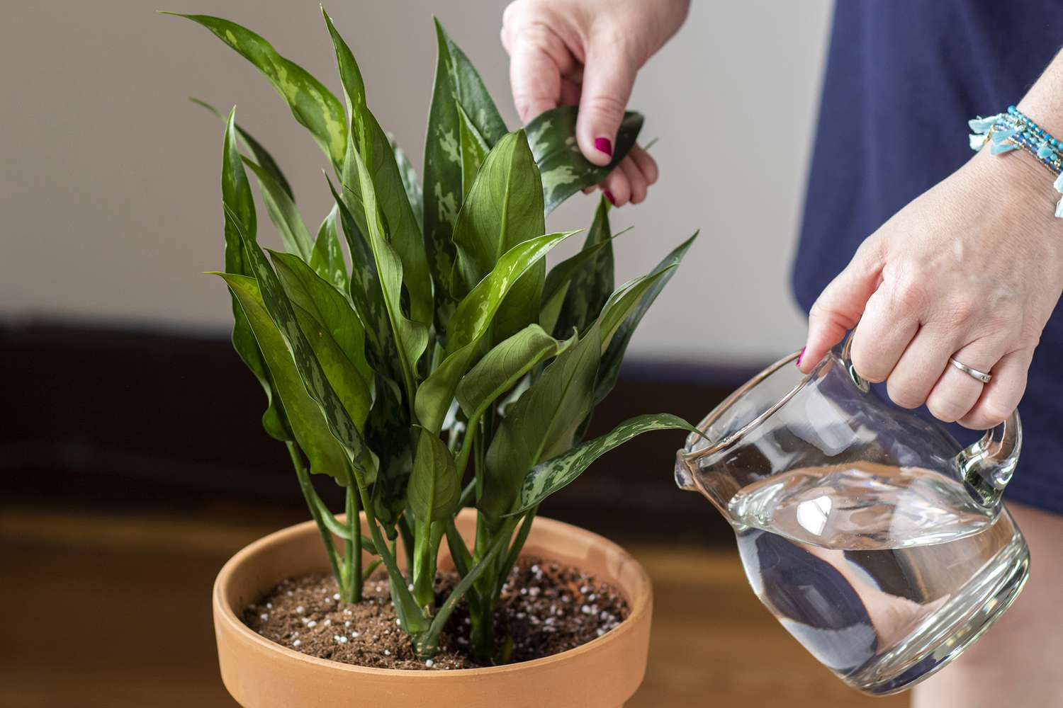 The way to Water Houseplants Accurately